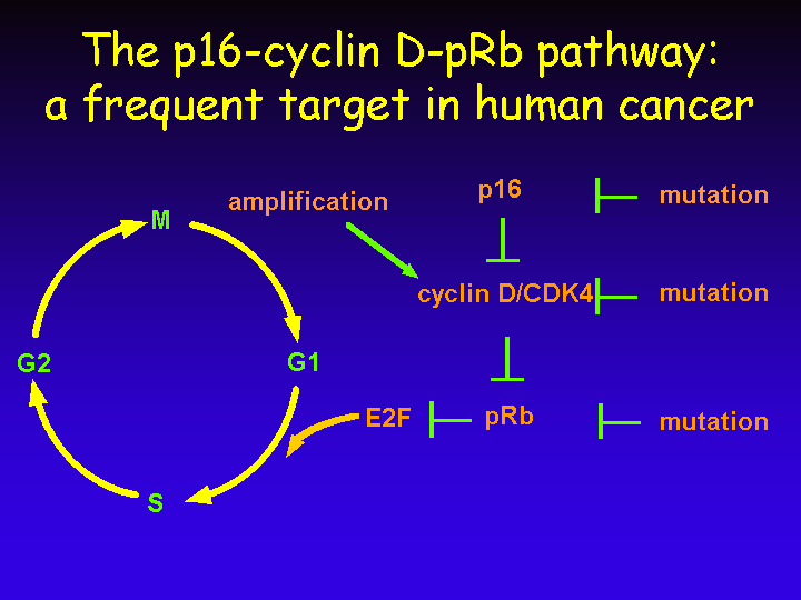 cell cycle regulation. in cell cycle regulation